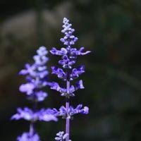 ブルーサルビアの写真