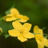 ヤマブキの写真