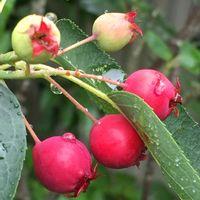 ジューンベリーの写真