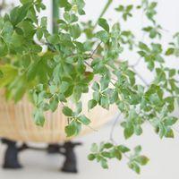 ドウダンツツジの写真