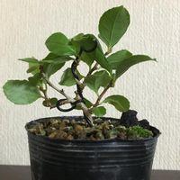 ツルウメモドキの写真