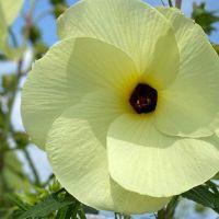 花オクラの写真