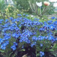 ワスレナグサの写真