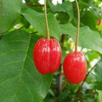 ビックリグミの写真