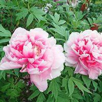 ボタン(牡丹)の写真