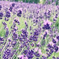 イングリッシュラベンダーの写真