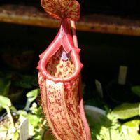 ウツボカズラの写真