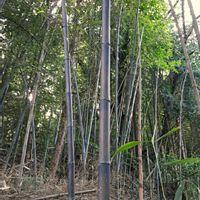 クロチクの写真