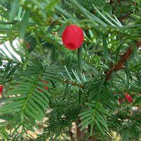 イチイの写真