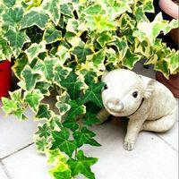 ヘデラの写真