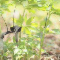 ウラシマソウの写真