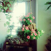 サフィニアブーケの写真