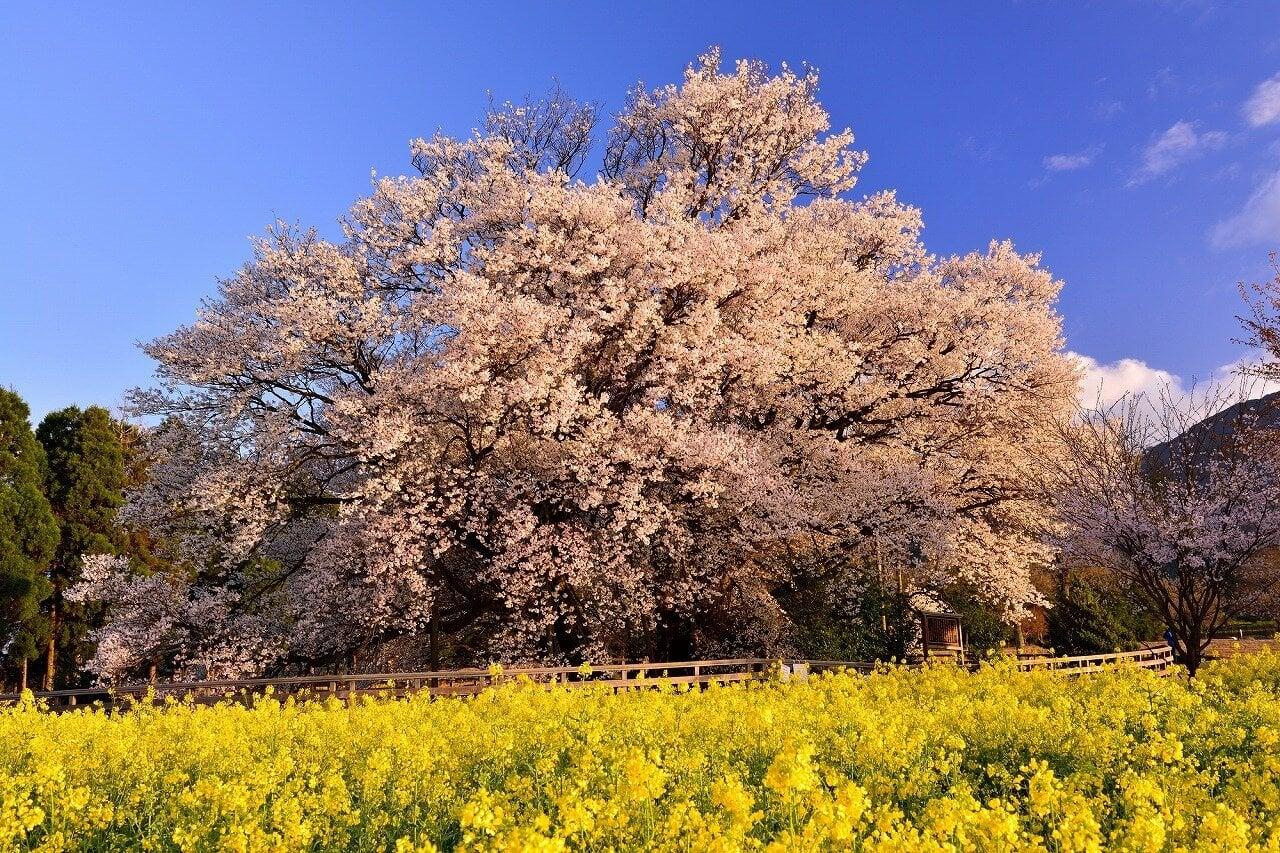 一心行の大桜