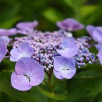 紫陽花の写真