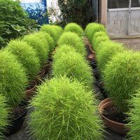 コキアの写真