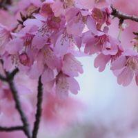 オカメザクラの写真