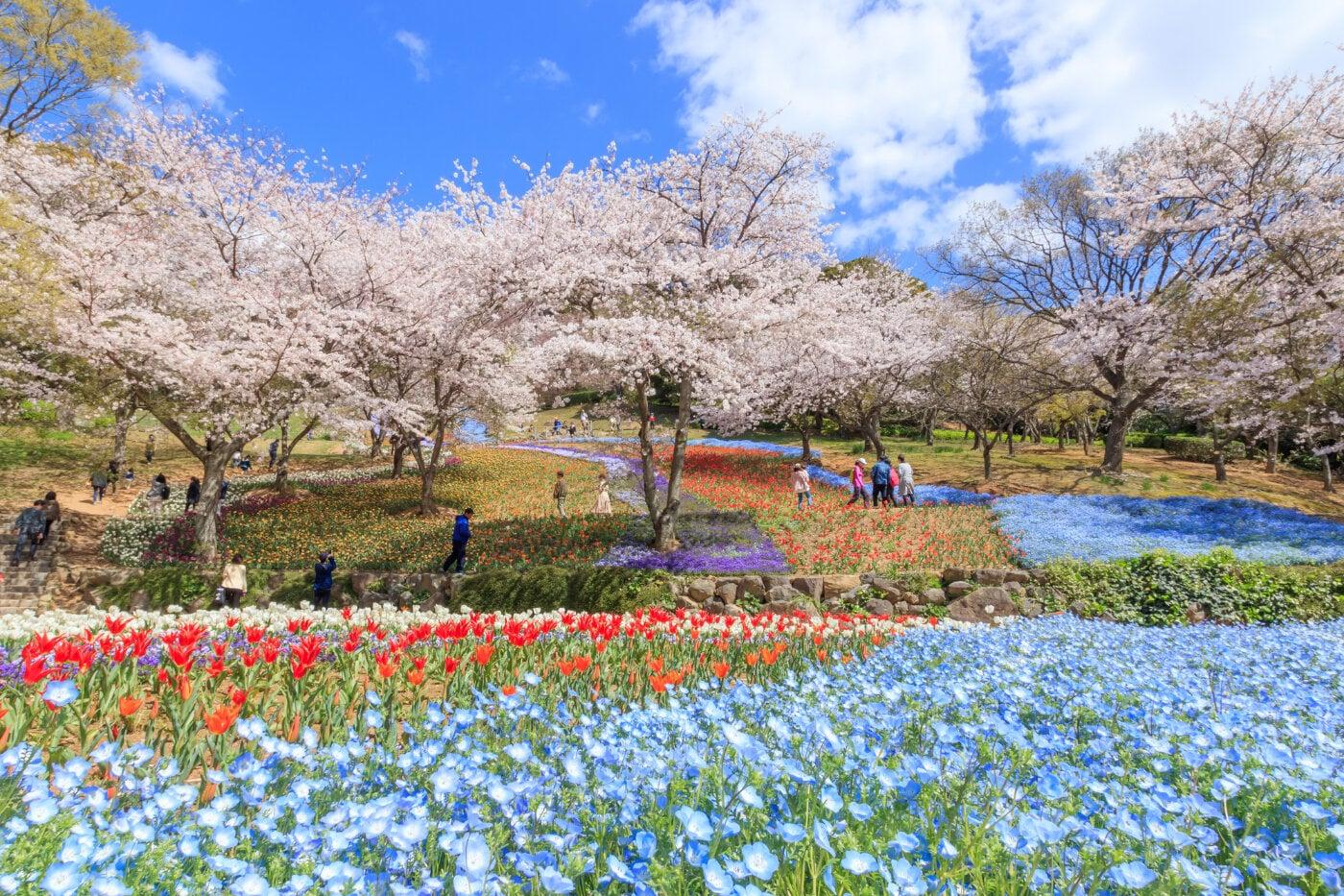 火の山公園の写真