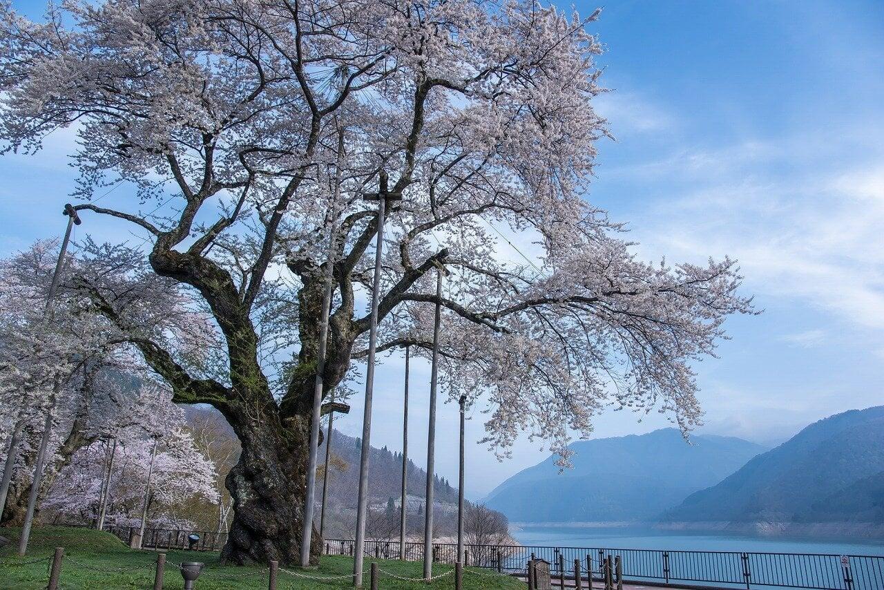 荘川桜公園の写真