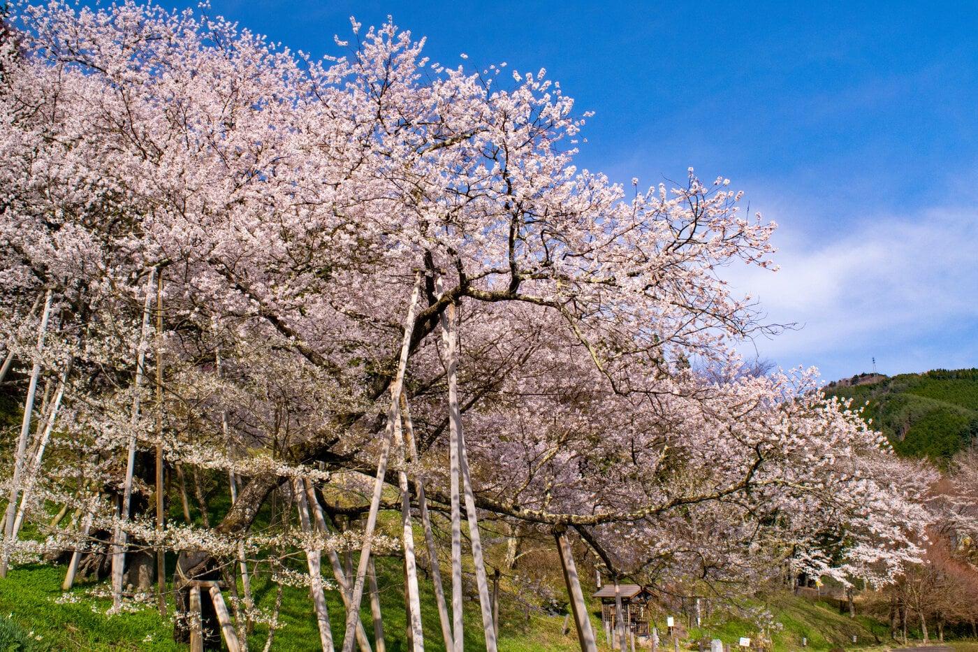 臥龍桜の写真