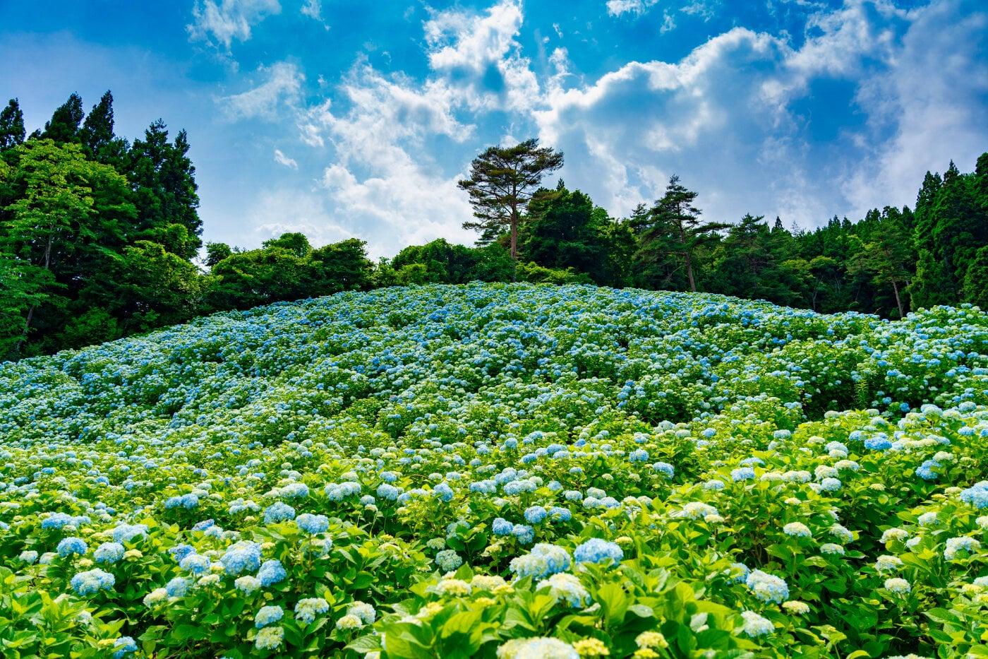 赤坂公衆園の写真