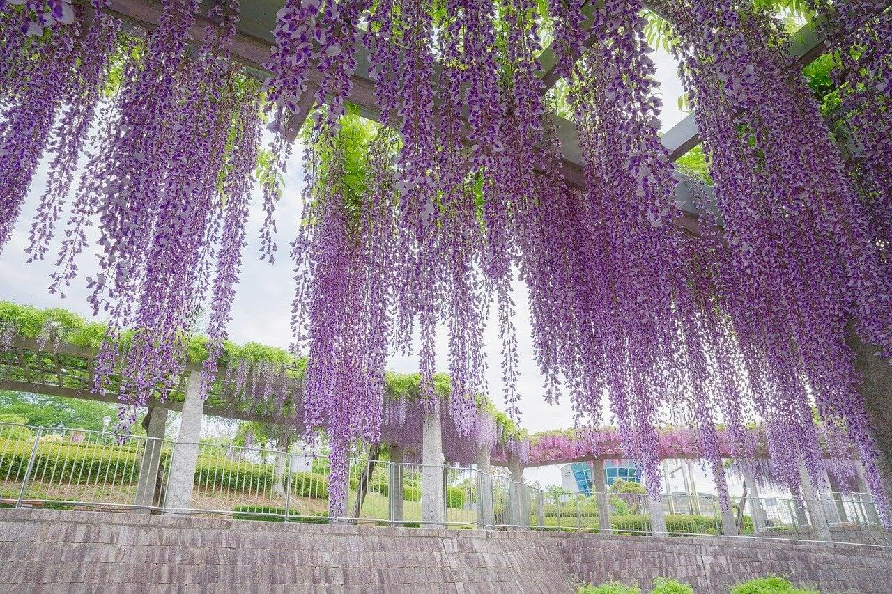 ふじの咲く丘の写真