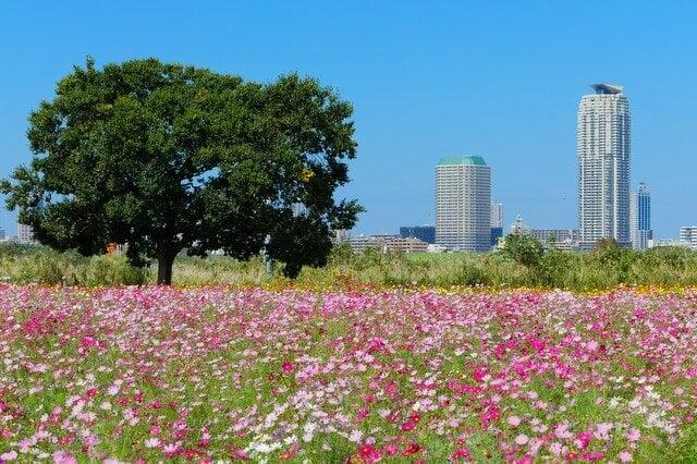足立区都市農業公園の写真