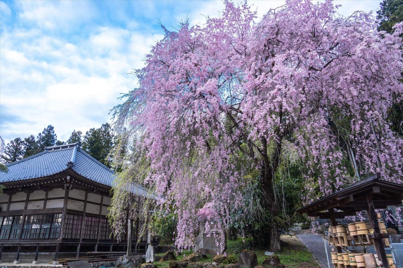 清雲寺の枝垂れ桜の写真