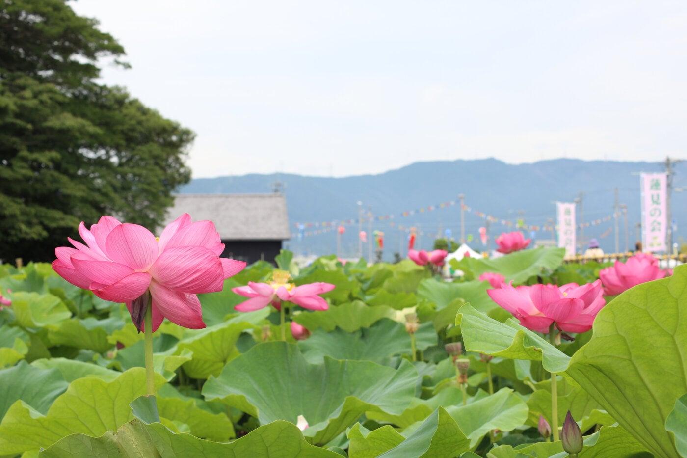 森川花はす田の写真