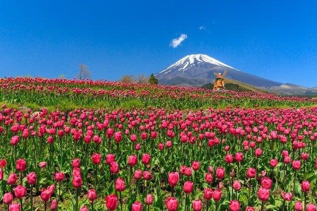 ぐりんぱの写真