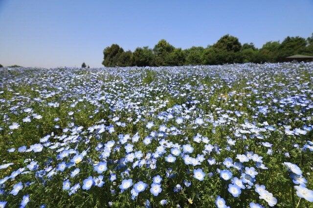 国営備北丘陵公園の写真