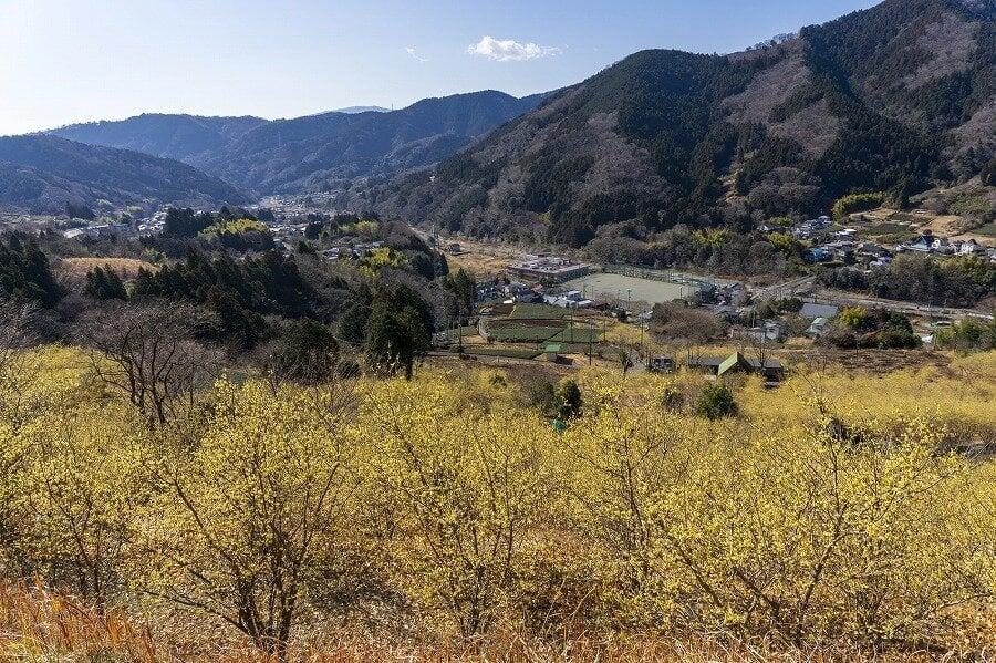 松田町寄ロウバイ園の写真
