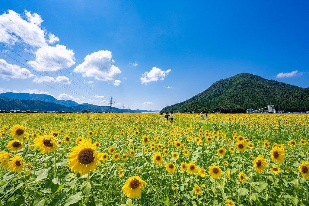 みやがわひまわり畑の写真