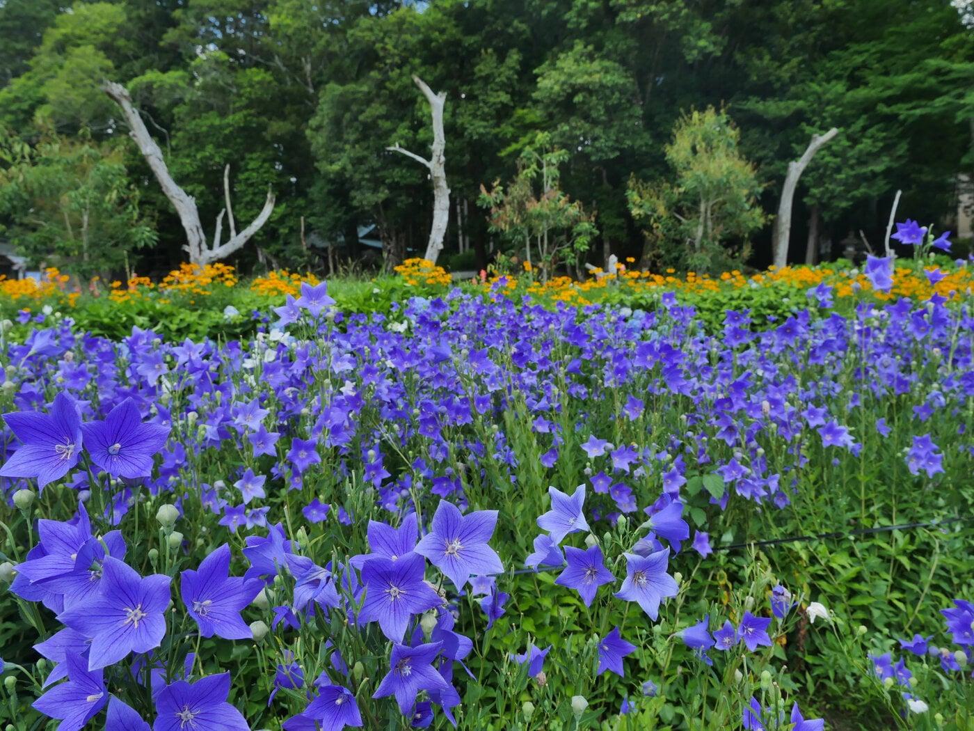 谷性寺「ききょうの里」の写真