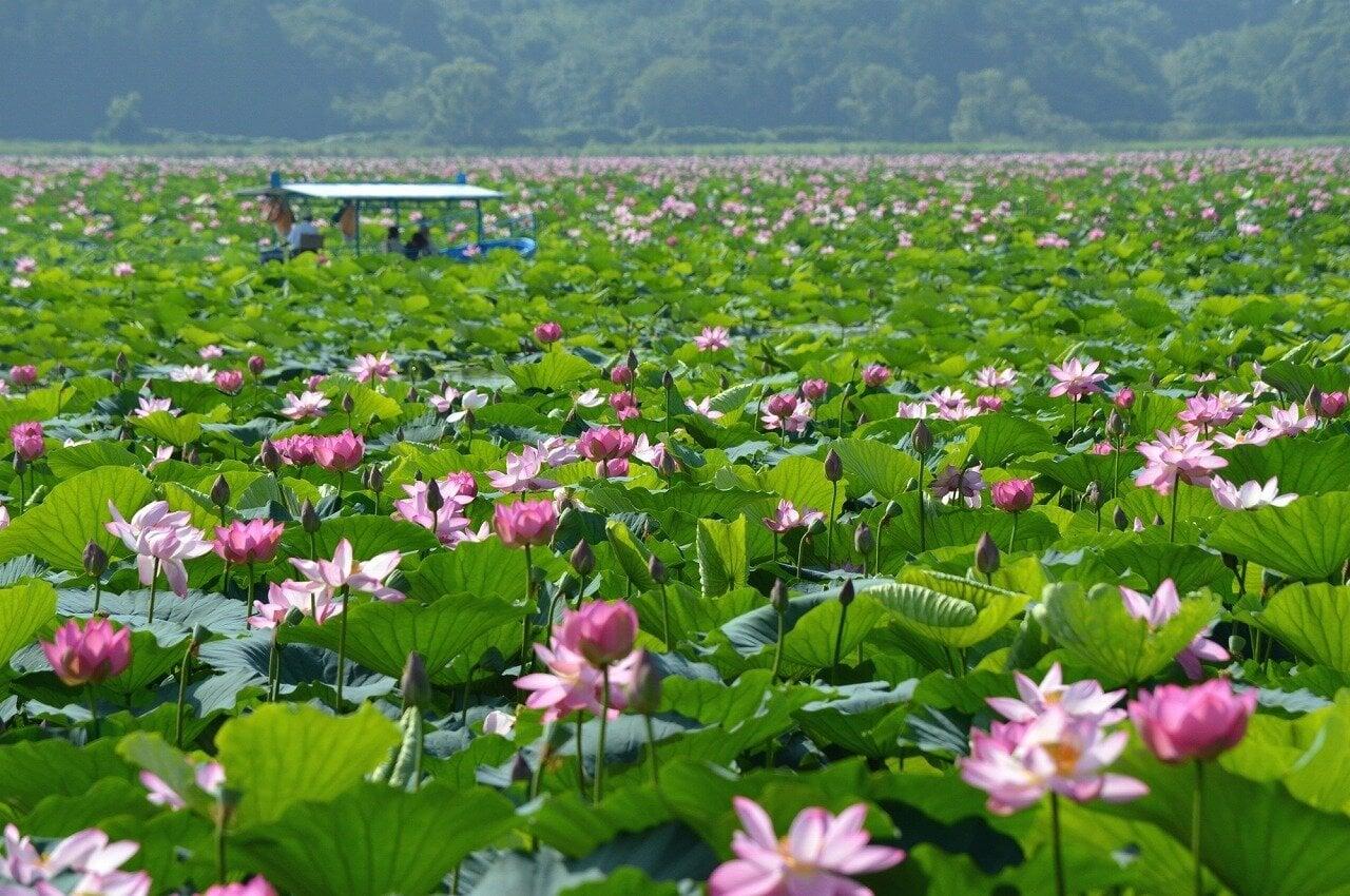 伊豆沼・内沼の写真