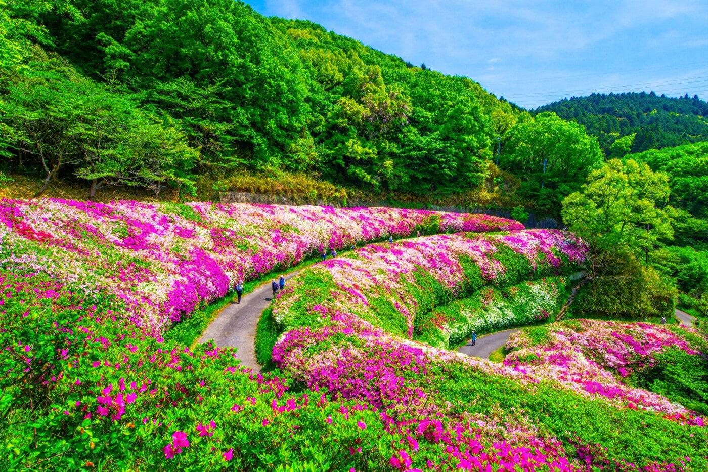 なるかわの森(なるかわ園地)の写真