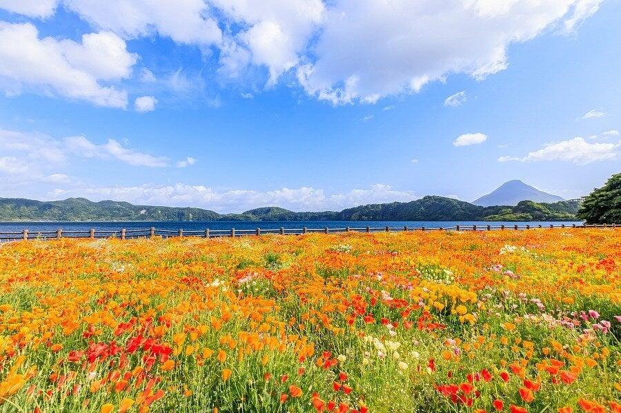 池田湖公園の写真