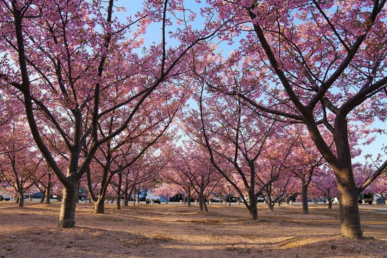 親水公園(道の駅萩しーまーと)の写真