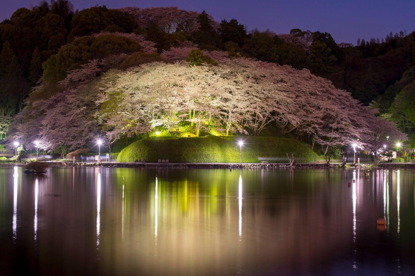 蓮華寺池公園の写真