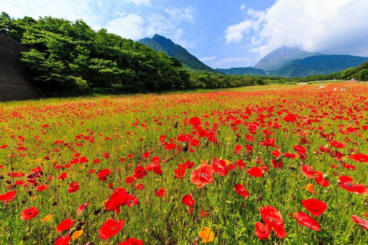 しまばら火張山花公園の写真