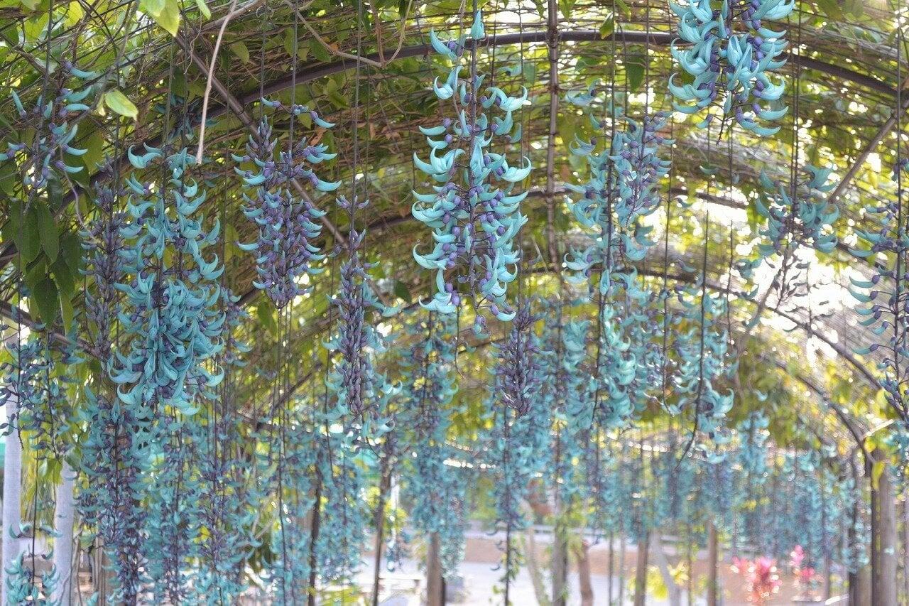 美らヤシパークオキナワ 東南植物楽園の写真