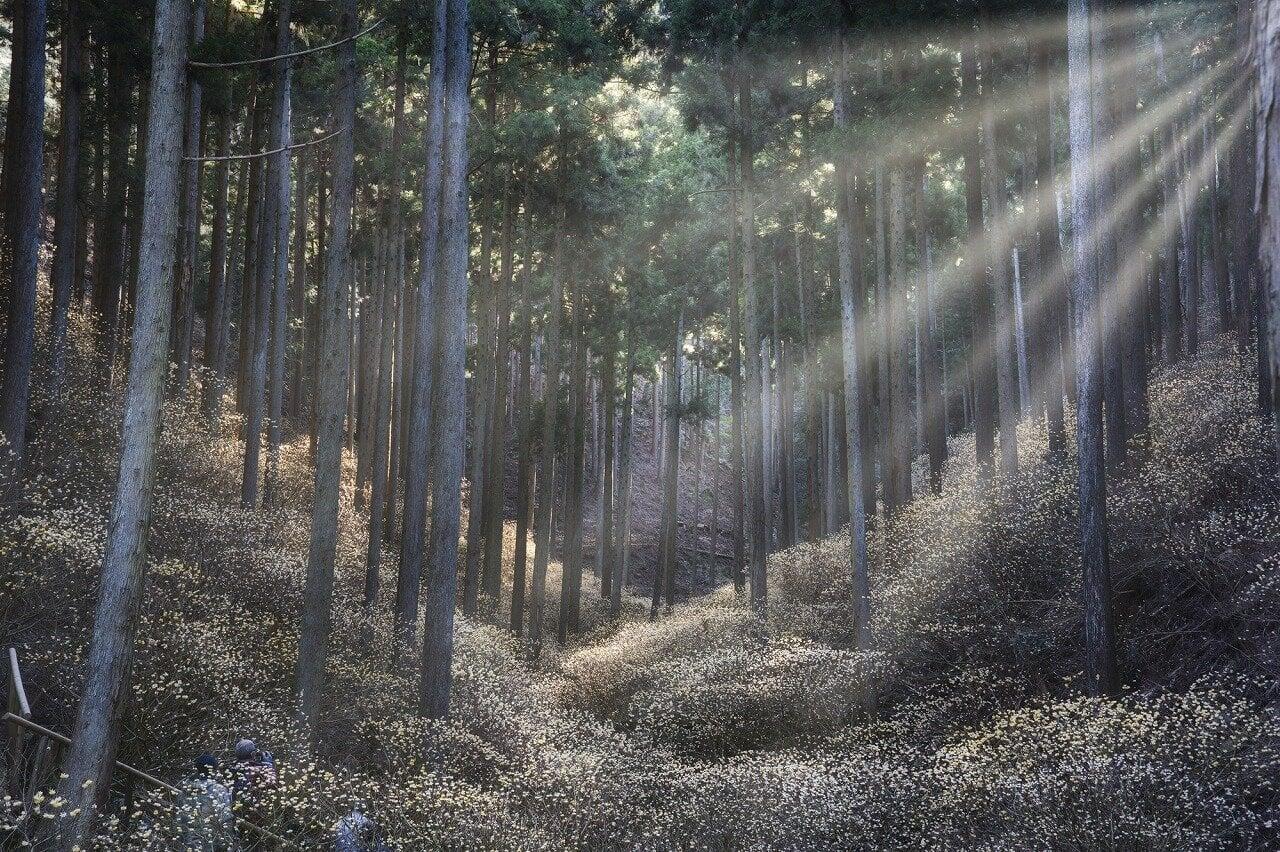 焼森山の写真