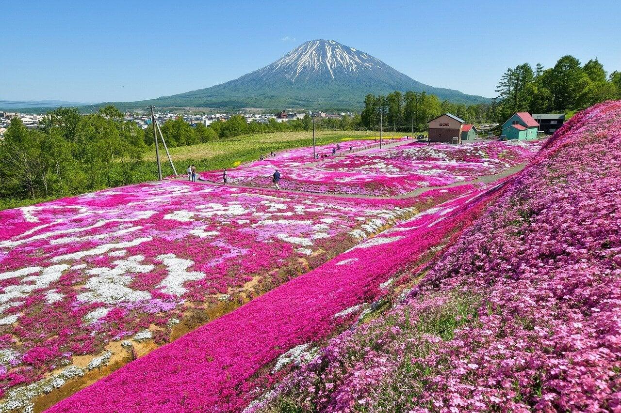 三島さんの芝ざくら庭園の写真