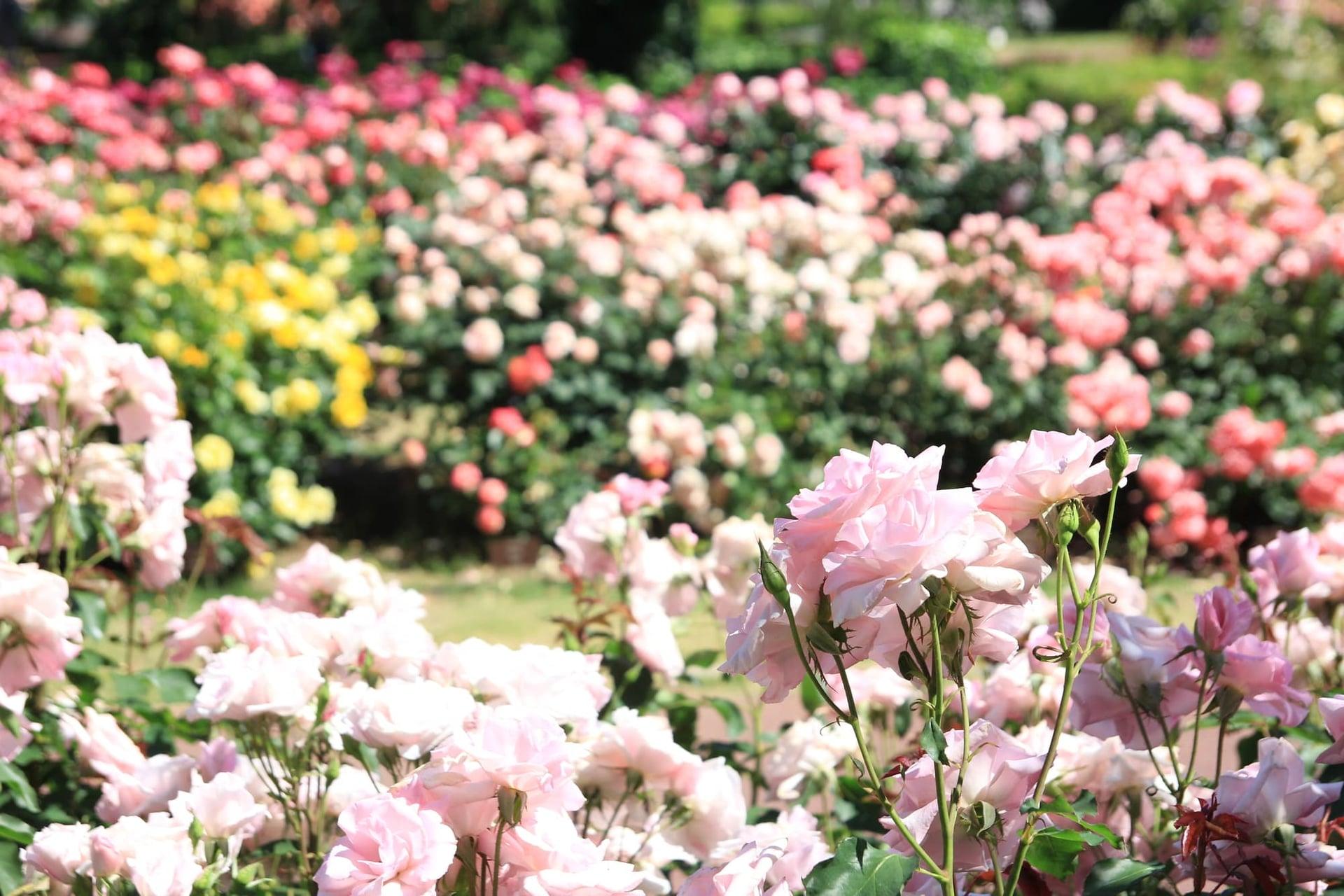 京都府立植物園の写真