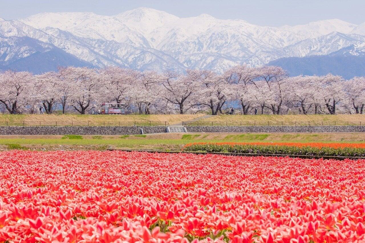 あさひ舟川「春の四重奏」の写真