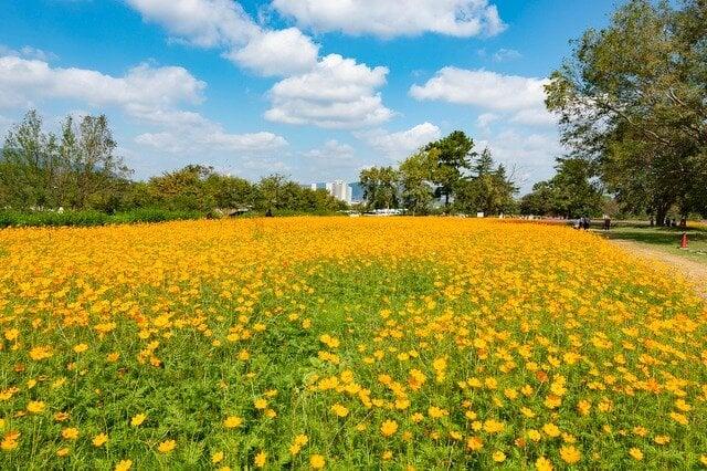 武庫川髭の渡しコスモス園の写真