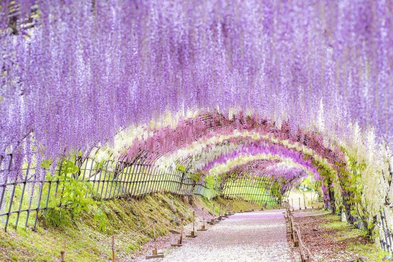 河内藤園の写真