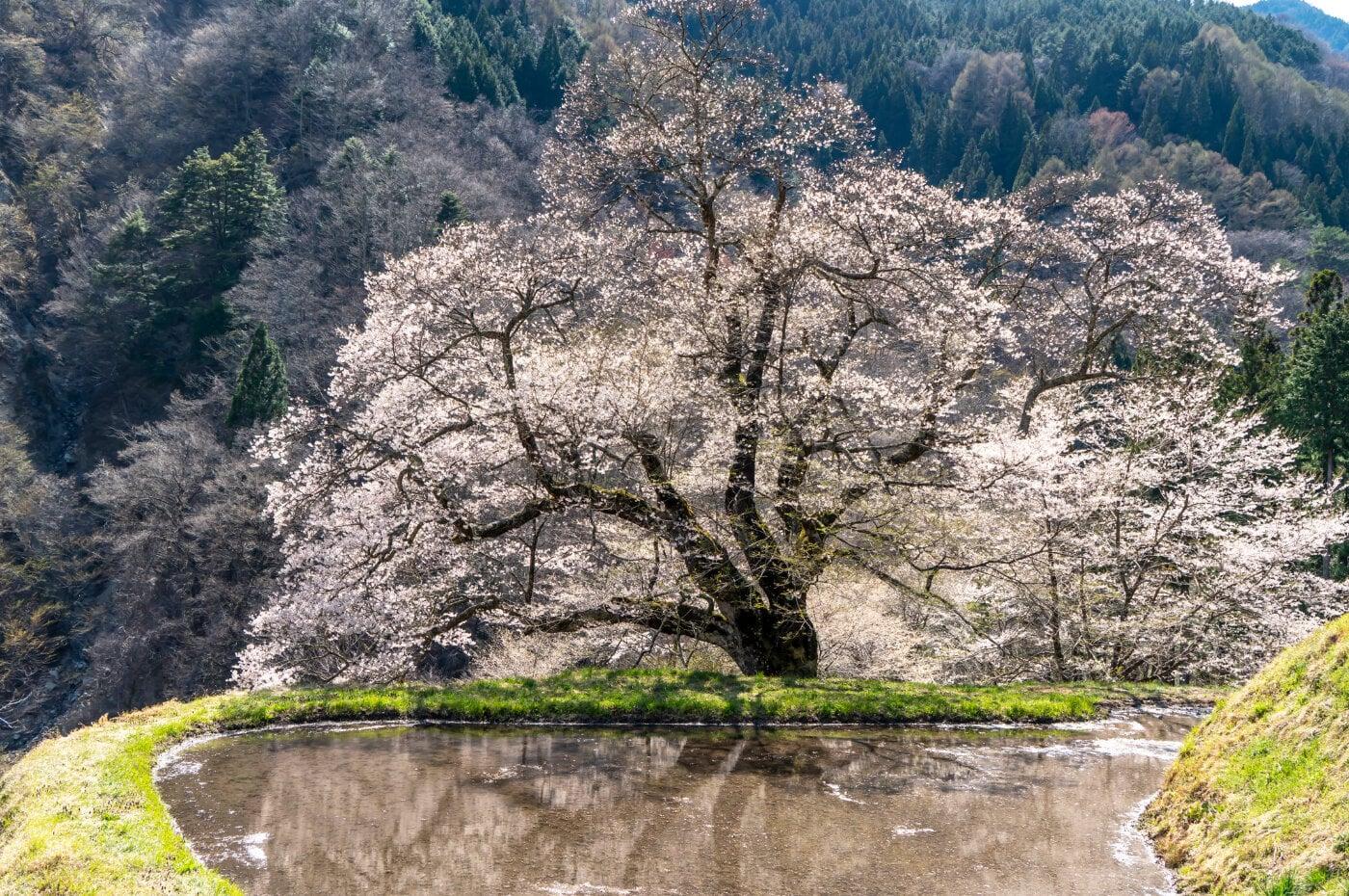 駒つなぎの桜の写真