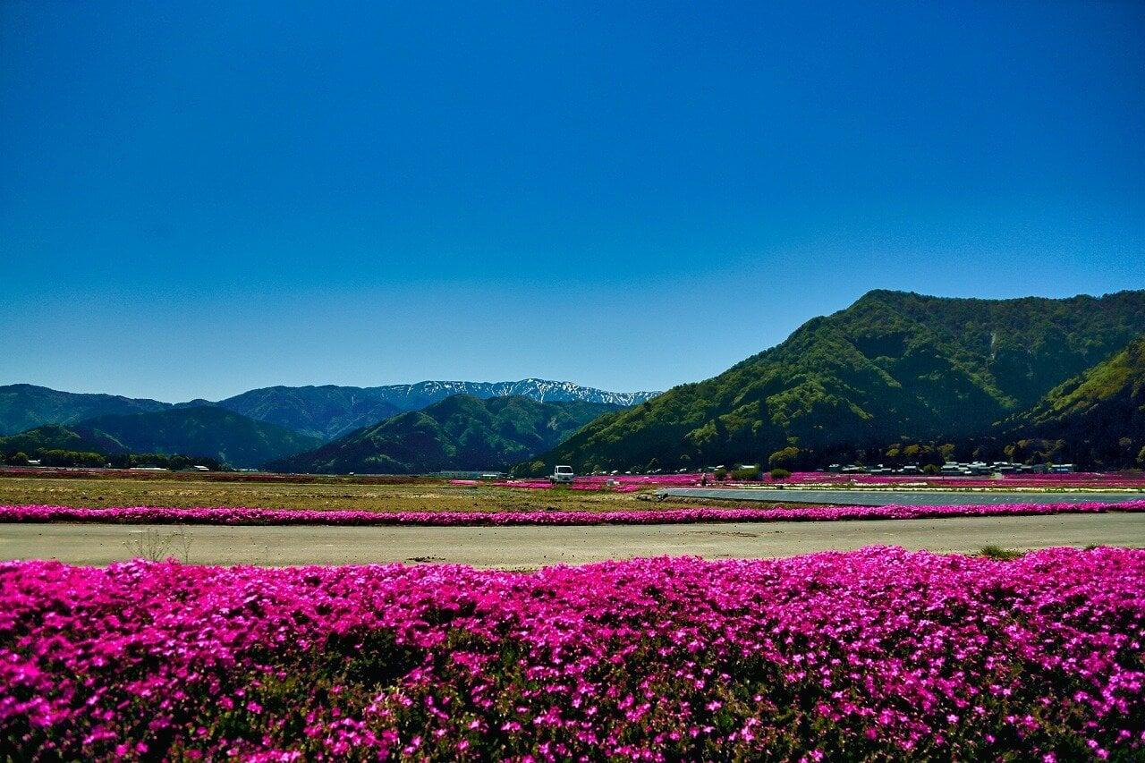 乾側シバザクラの里の写真