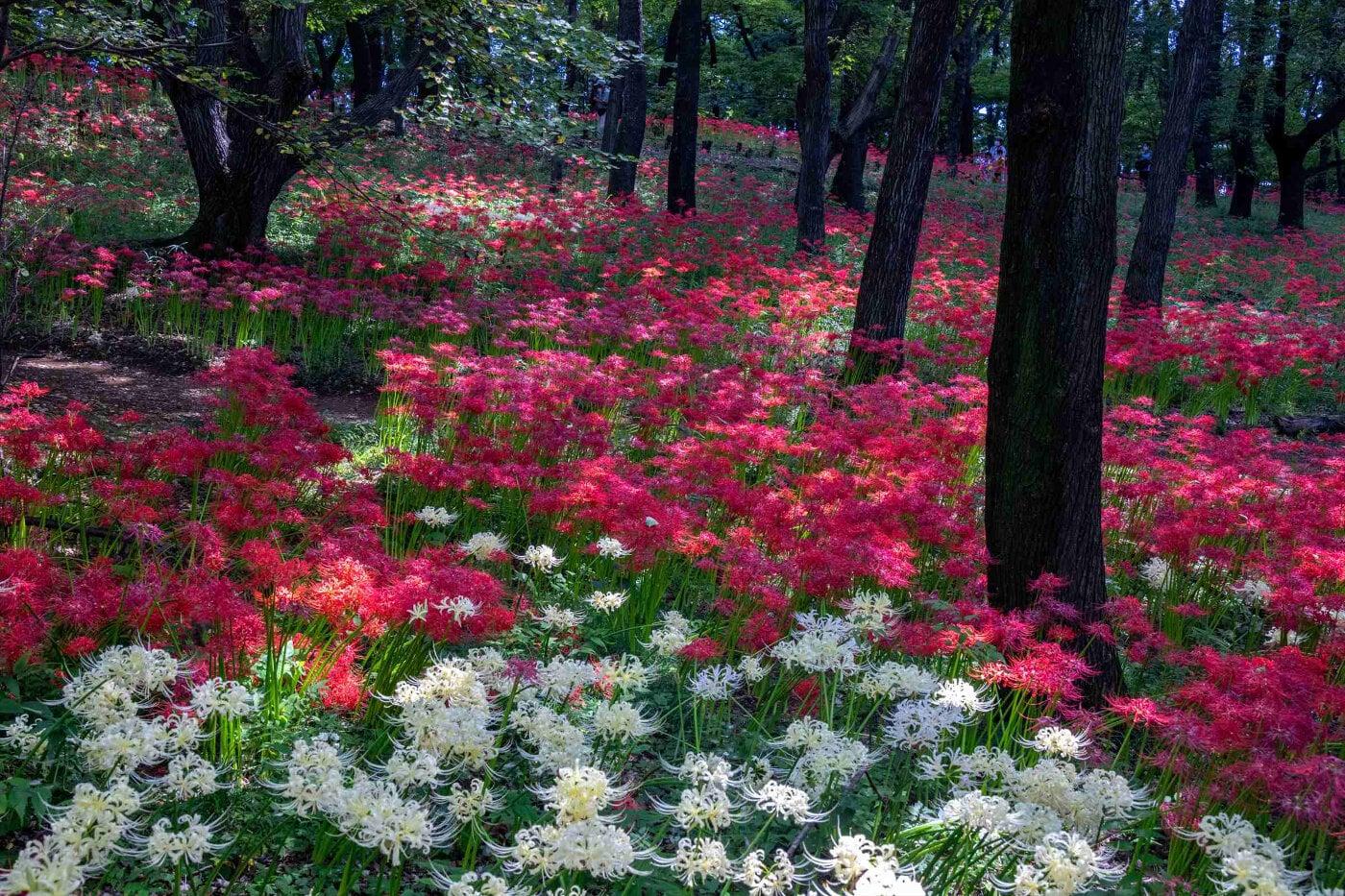 境御嶽山自然の森公園の写真