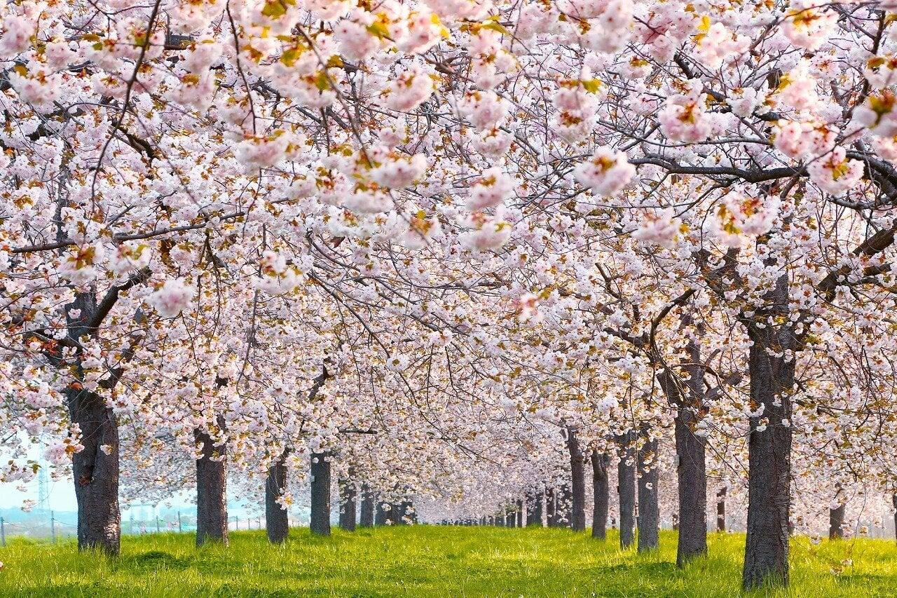 千曲川桜堤の写真